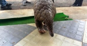 IMG 20240930 200701 (700 x 369 pixel)