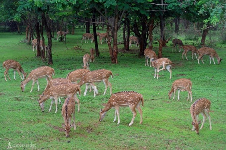 नवा रायपुर का नंदनवन जंगल सफारी बना पर्यटकों का हॉटस्पॉट