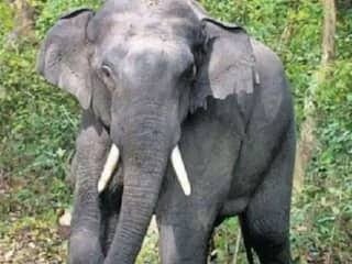 खेतों में हाथी का आतंक, लगातार खराब कर रहे फसल