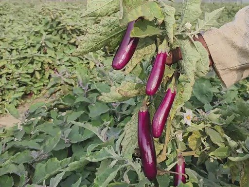बंजर जमीन पर ग्राफ्टेड खेती ने बदली किसान की किस्मत, कमाए 4.25 लाख   