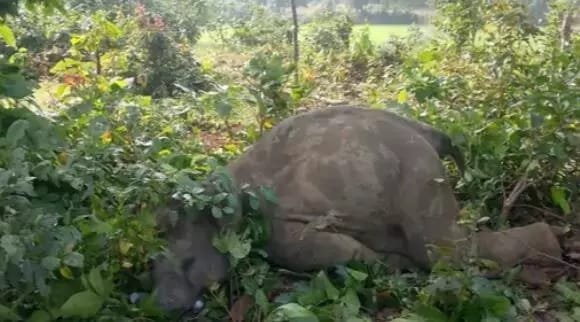 करेंट लगने से हाथी के शावक की मौत, रात भर चिंघाड़ते रहा हाथियों का झुंड ग्रामीणों में दहशत का माहौल 